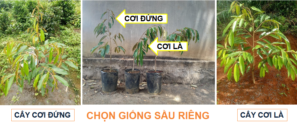 sr chon giong_1699848957.png